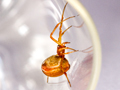 Parasteatoda lunata